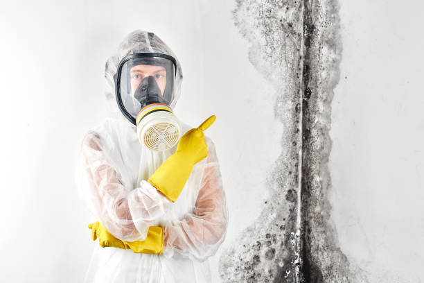 Best Comprehensive Air Testing for Mold Contaminants  in Wauregan, CT